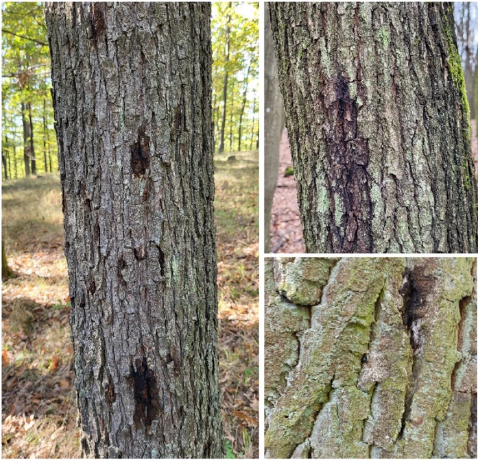 Chêne dépérissant coulée