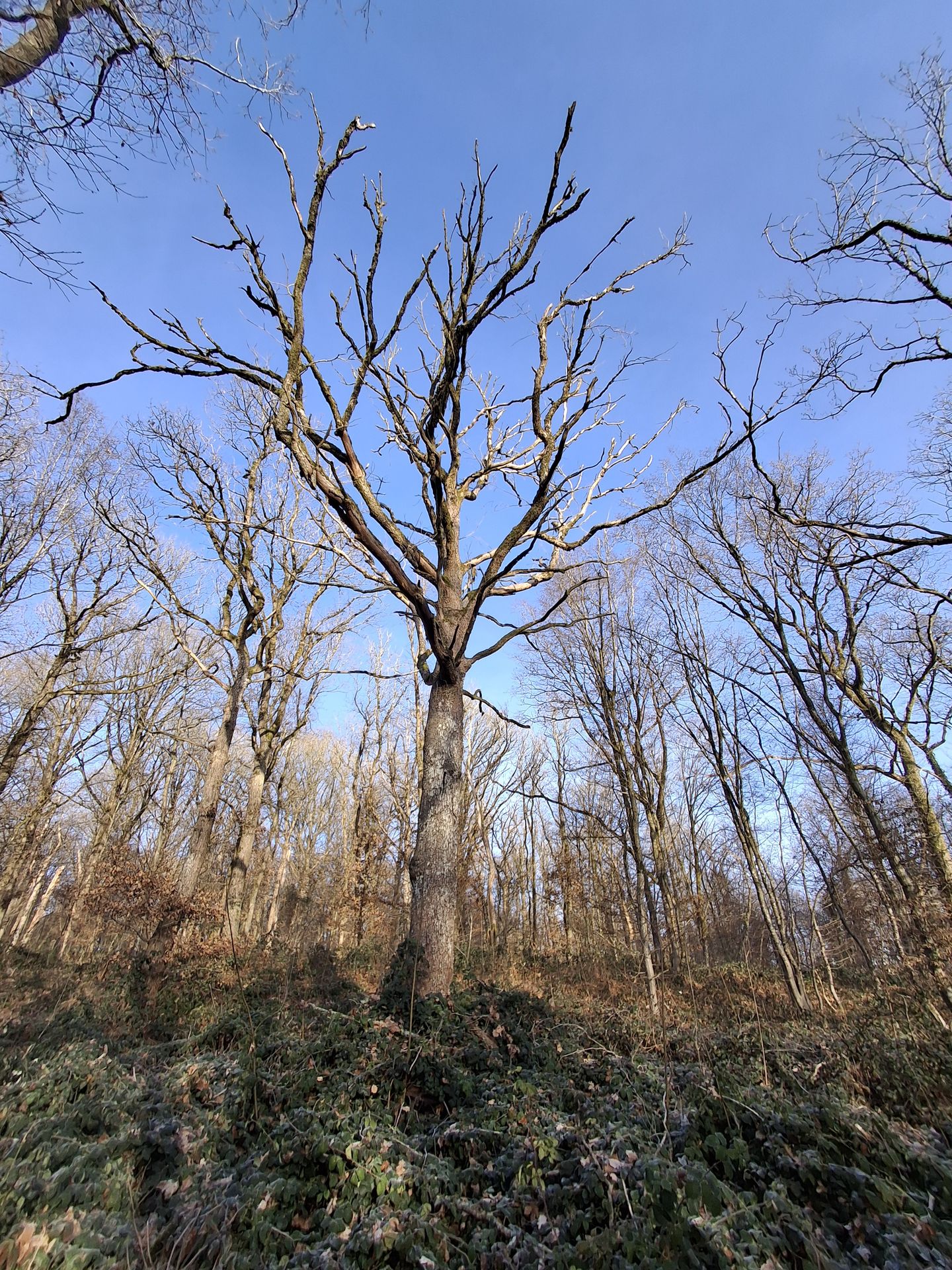 Houppier Chêne dépérissant