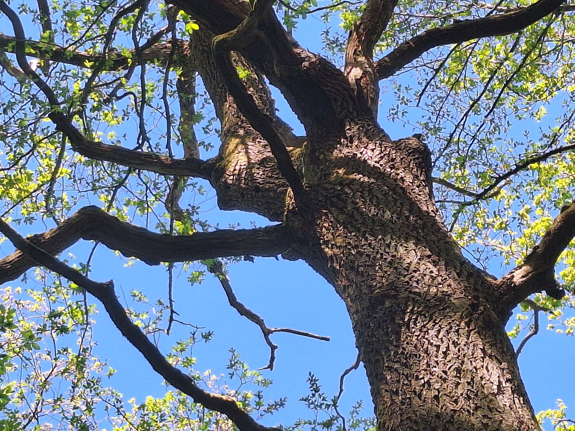 Chêne dépérissant