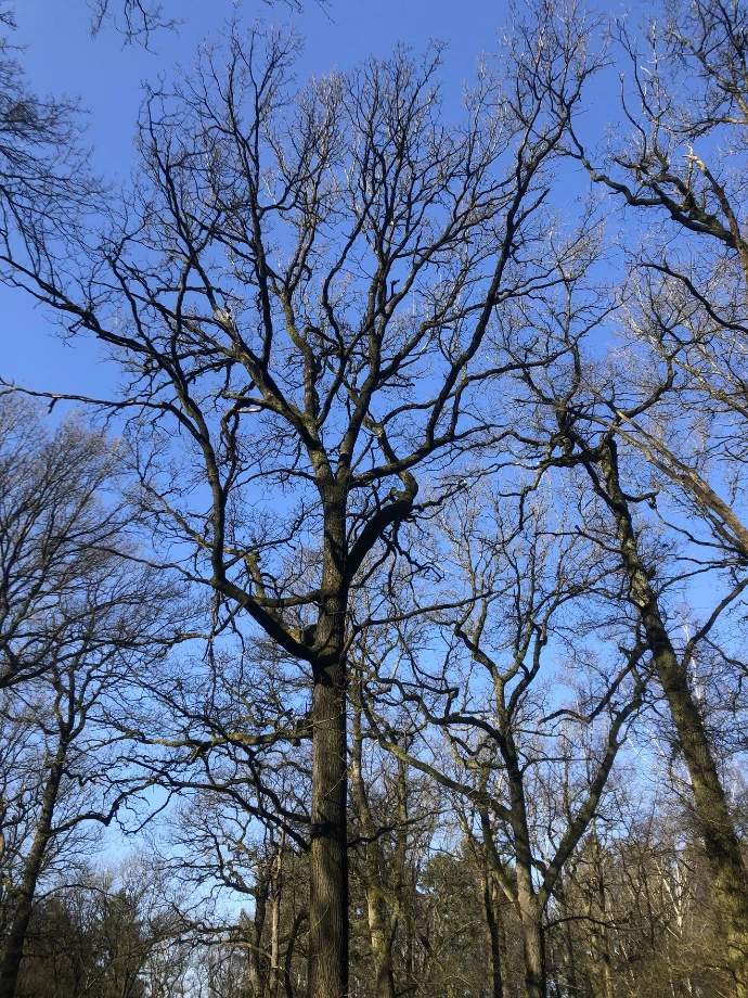 Chêne dépérissant