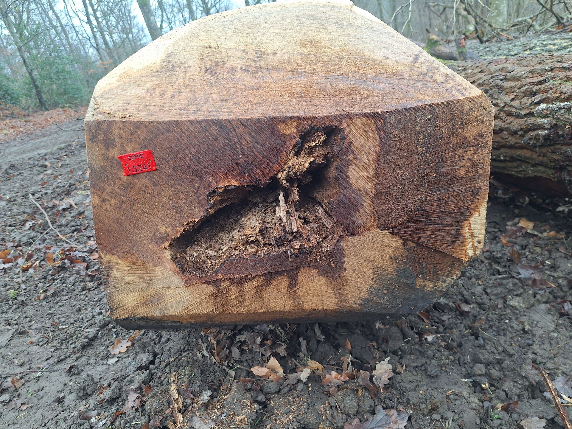 Chêne dépérissant réceptionné