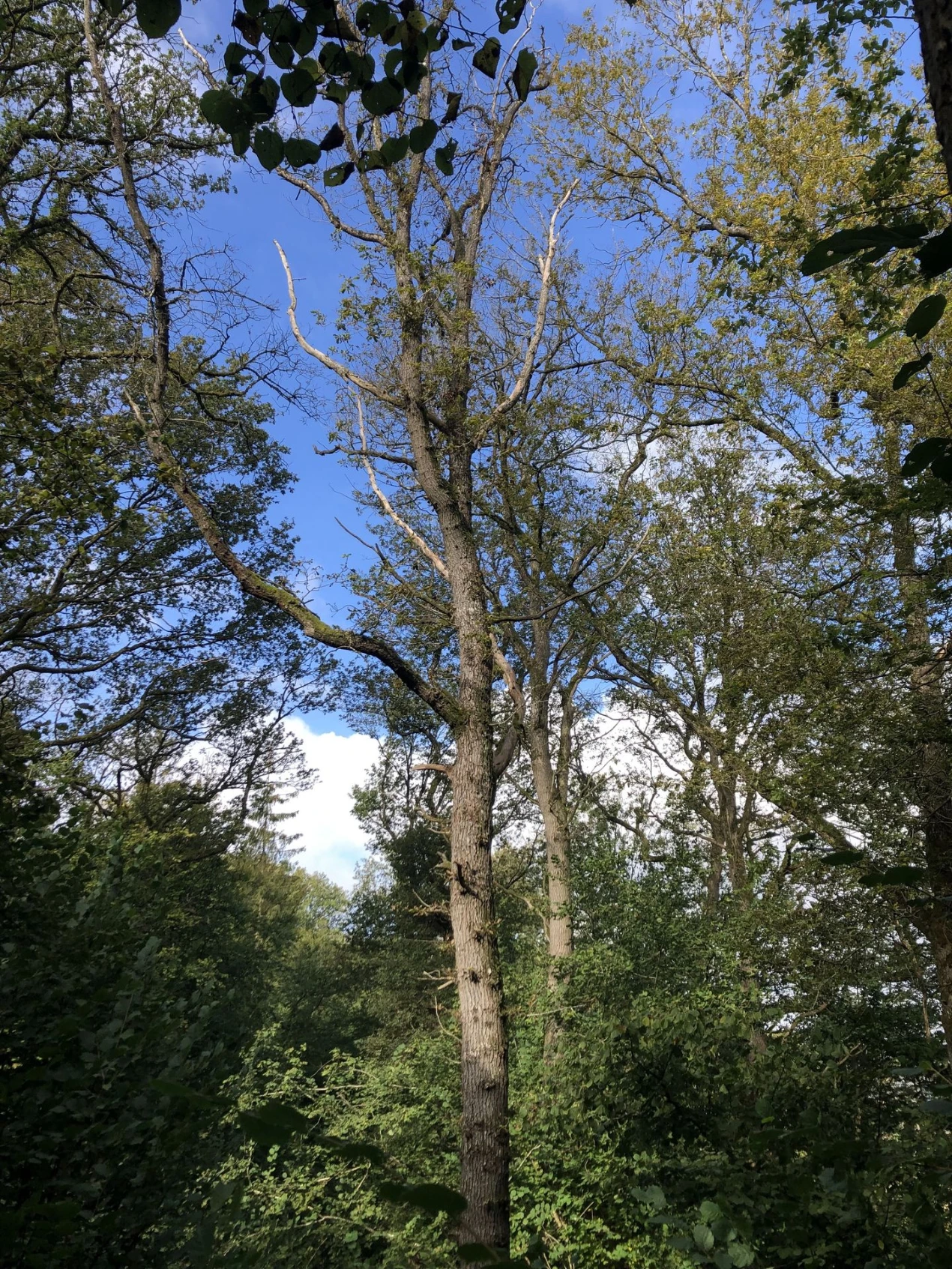 Chêne dépérissant